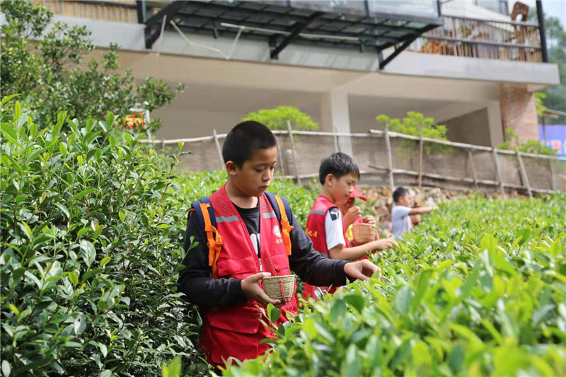 7.在我是小小制茶师体验活动中庞子隽在学习采茶。.jpg