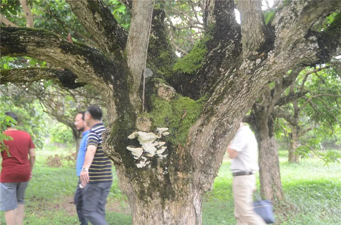 覃敬清的墓地就在母本园前1.jpg