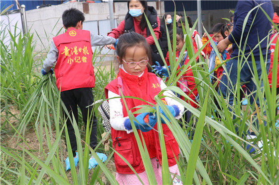 1.割牛草。（蓝心雨摄）.JPG