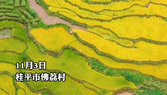 周末：去桂平佛荔赴一场金灿灿的约会