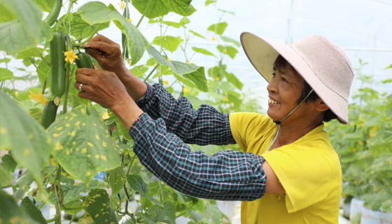 水果黄瓜上线啦！