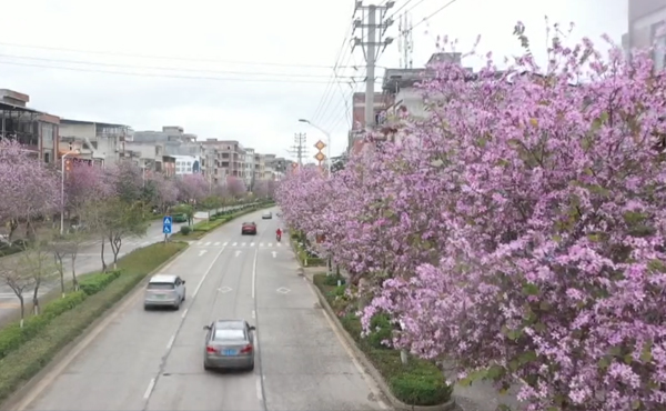 烂漫紫荆映大道      春日盛景醉人心